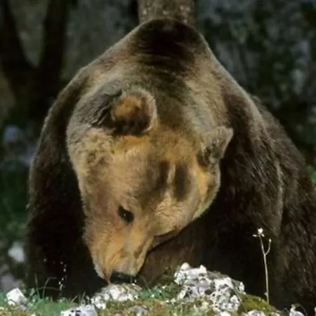 Grottino Parco Velino Sirente * San Potito
