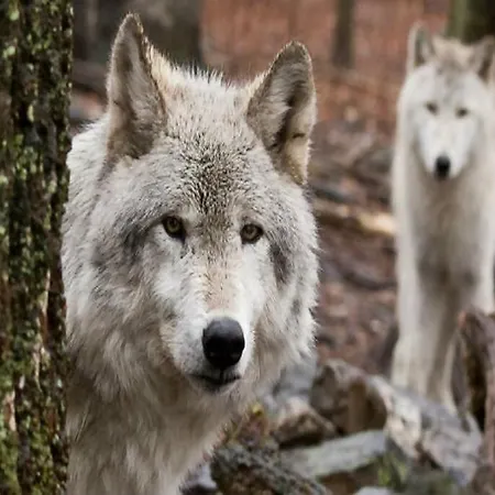 Grottino Parco Velino Sirente Apartament *