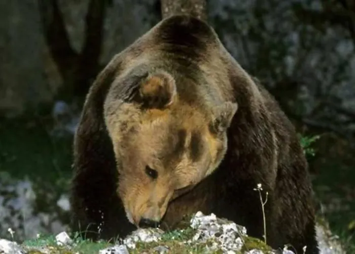 Grottino Parco Velino Sirente * San Potito