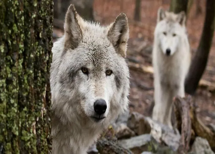 Grottino Parco Velino Sirente Appartamento *